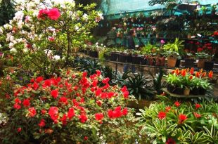 Airdrie's Blooming Beauty  The Annual Flower and Garden Show
